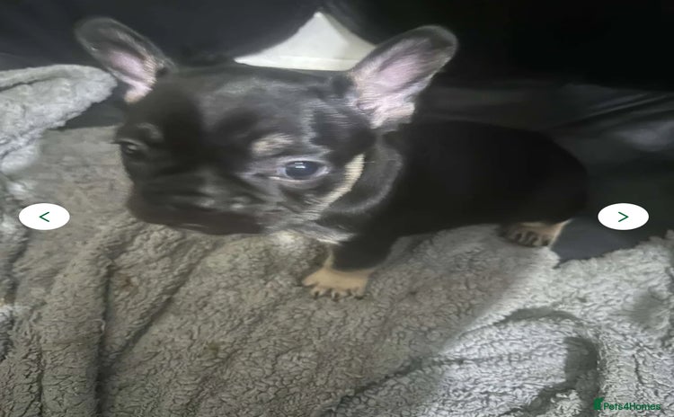 French Bulldog dogs - Advert 4