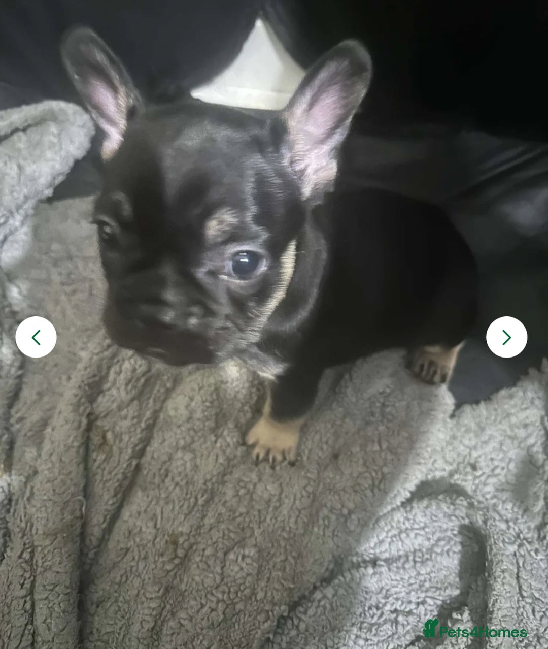French Bulldog dogs for sale: French bulldog  - Image 1