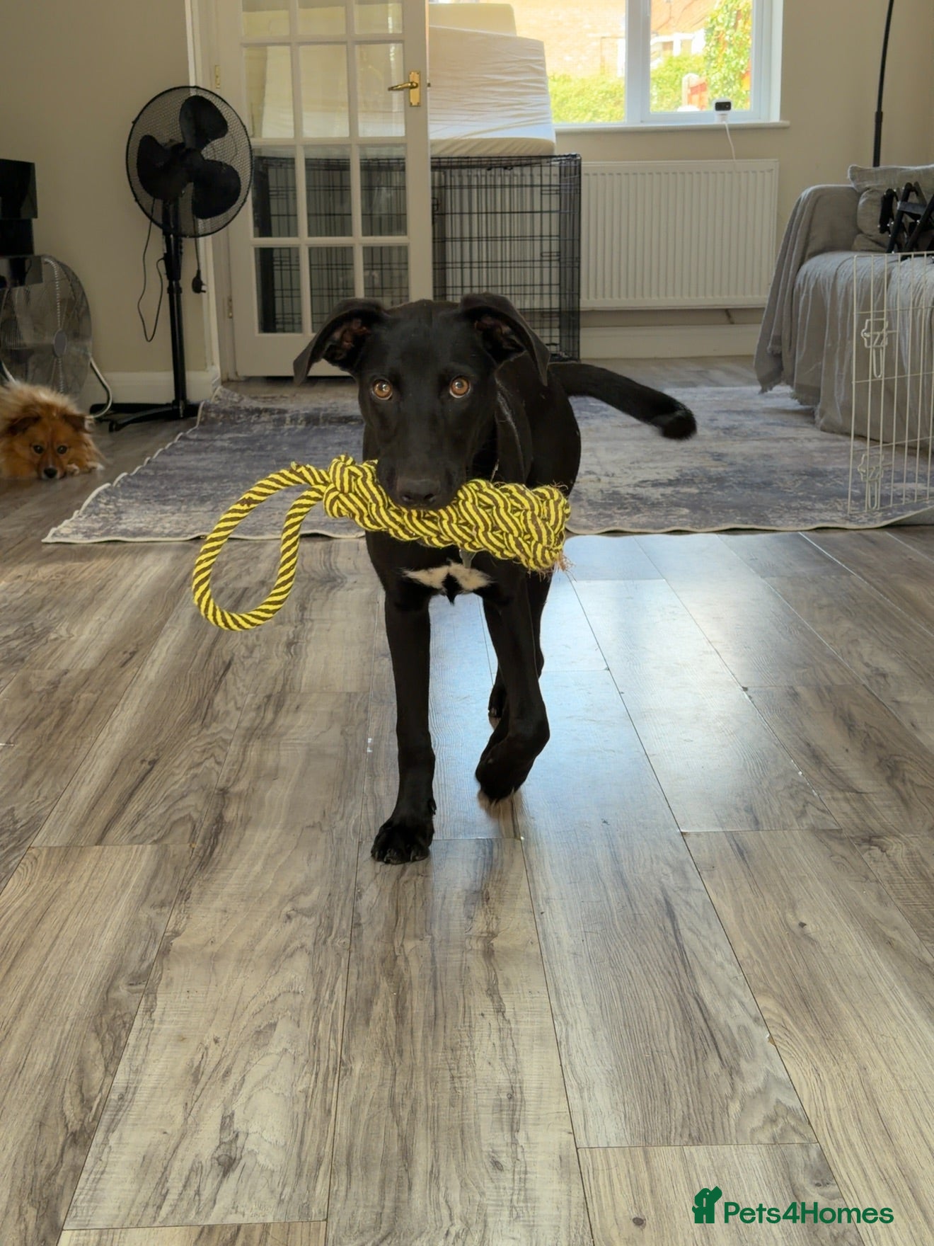 Mixed Breed dogs Gentle Puppy Paris is Ready for Love! 💗 - Advert 1