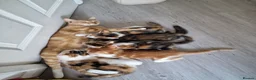Mixed Breed cats for sale: Very Cute Calico Girl - Advert 8