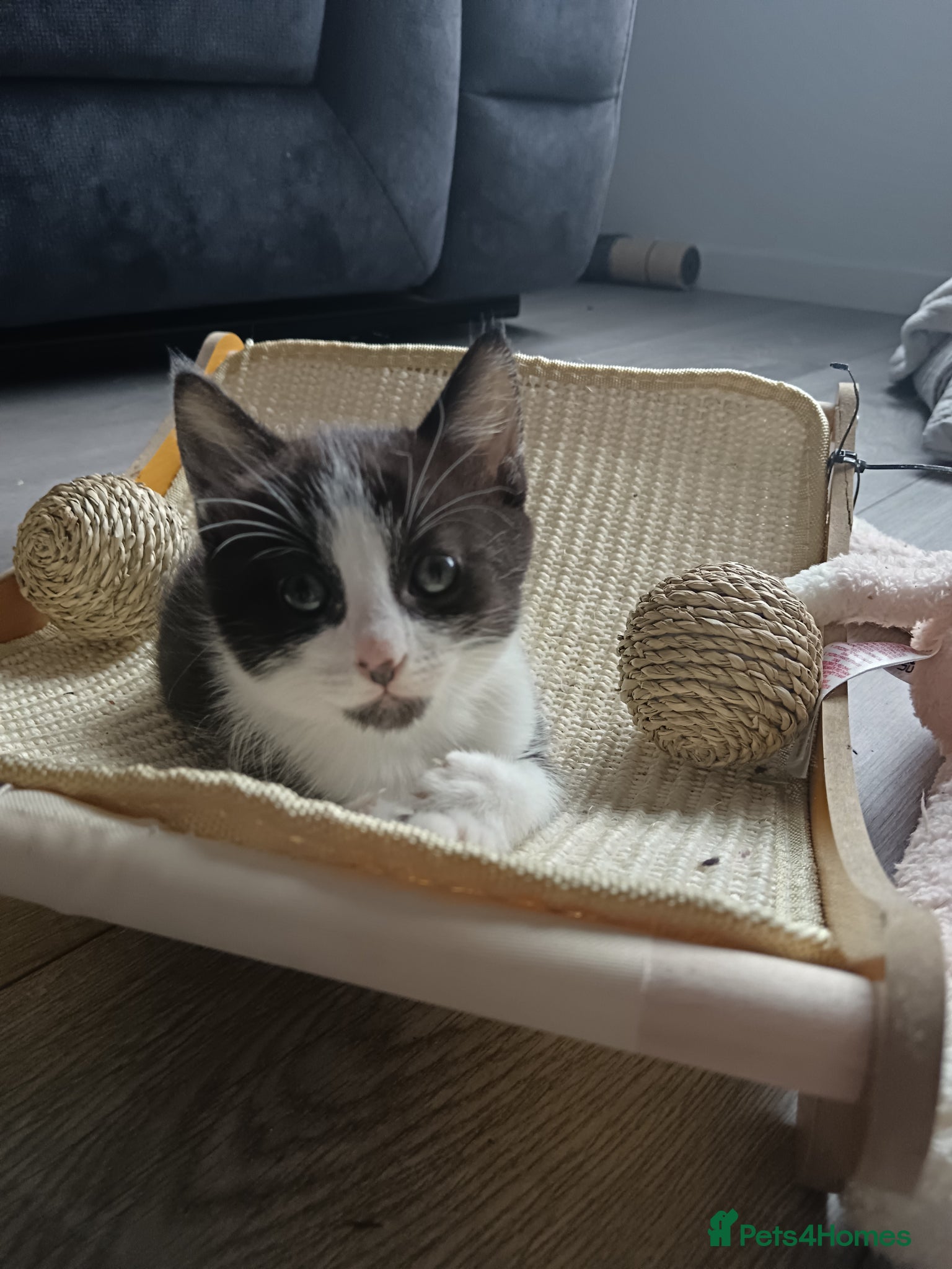 Mixed Breed Kitten 3