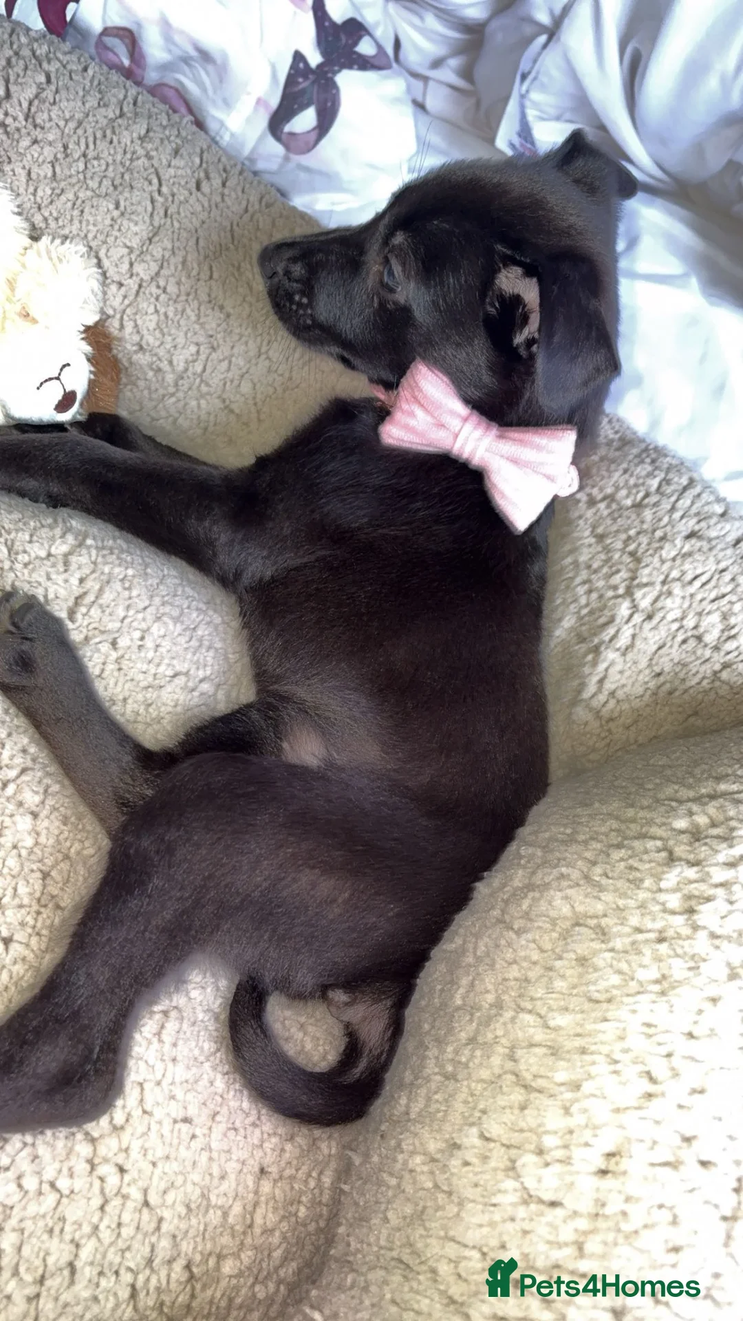 Mixed Breed dogs for sale: 8 Week Old Bullherder Puppy — Needs Forever Home  in Doncaster - Advert 2