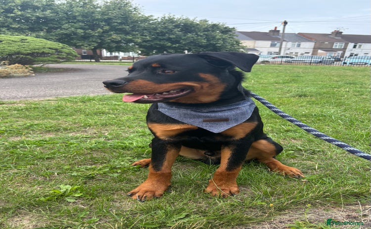 Rottweiler dogs - Advert 7
