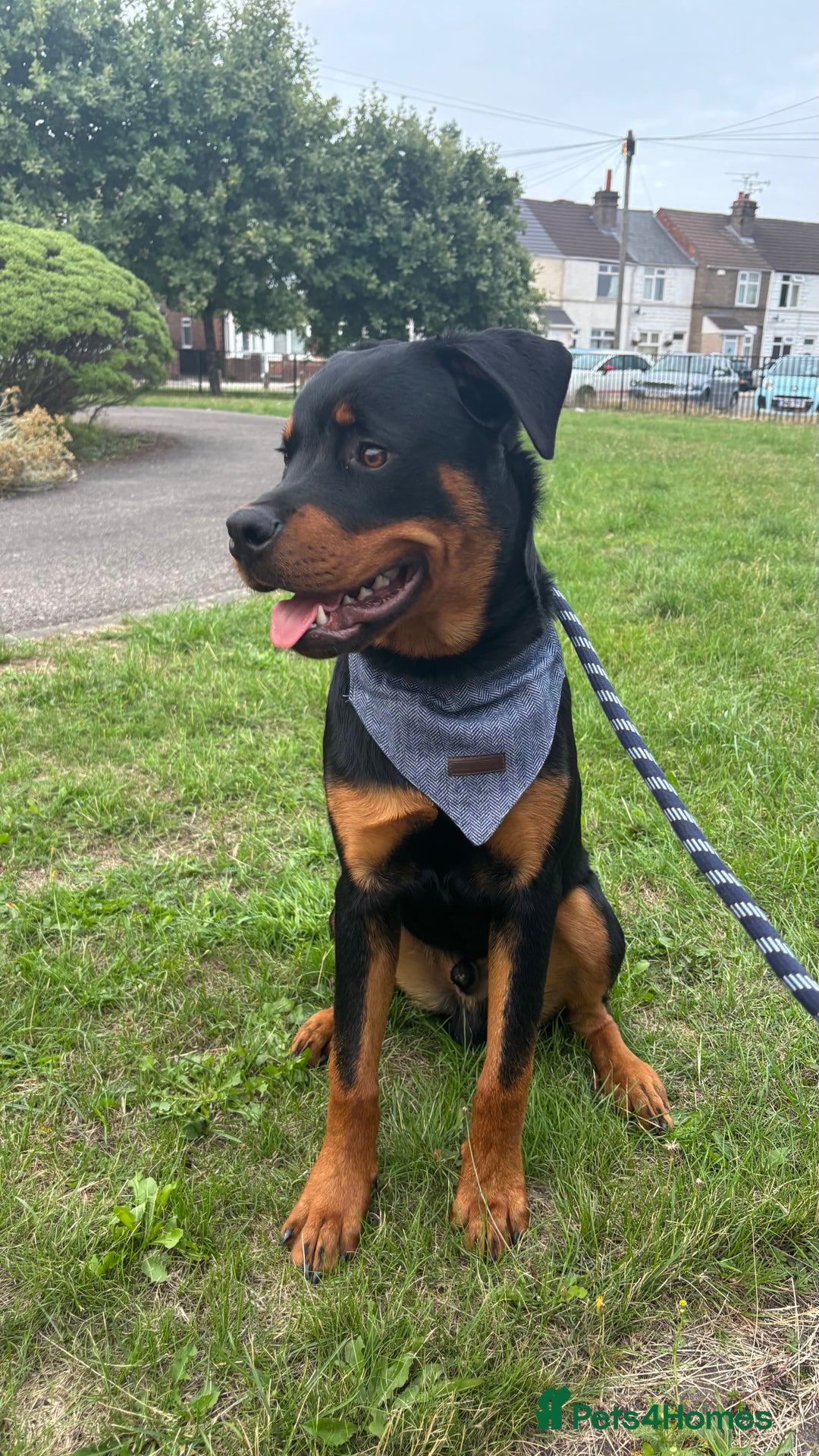 Rottweiler dogs for sale: Loki, Male 8 month rottweiler - Image 1