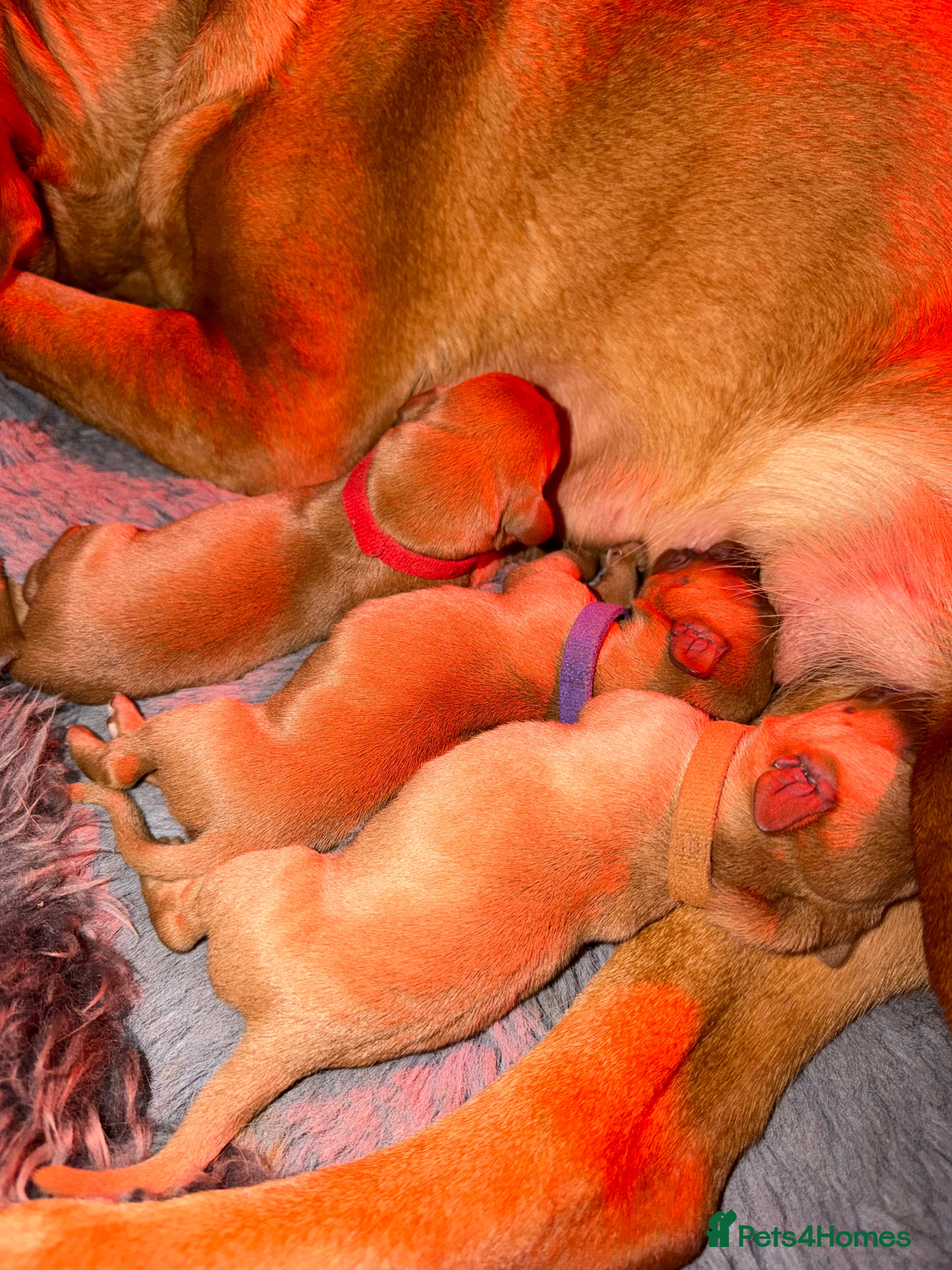 Labrador Retriever dogs Dark Fox Red Labrador Puppies – Exceptional Lines - Advert 2