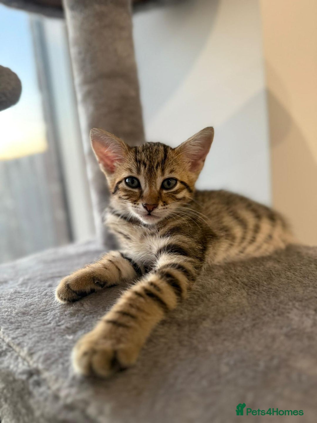 Bengal cats for sale: Half Bengal Kitten for Sale - Image 2