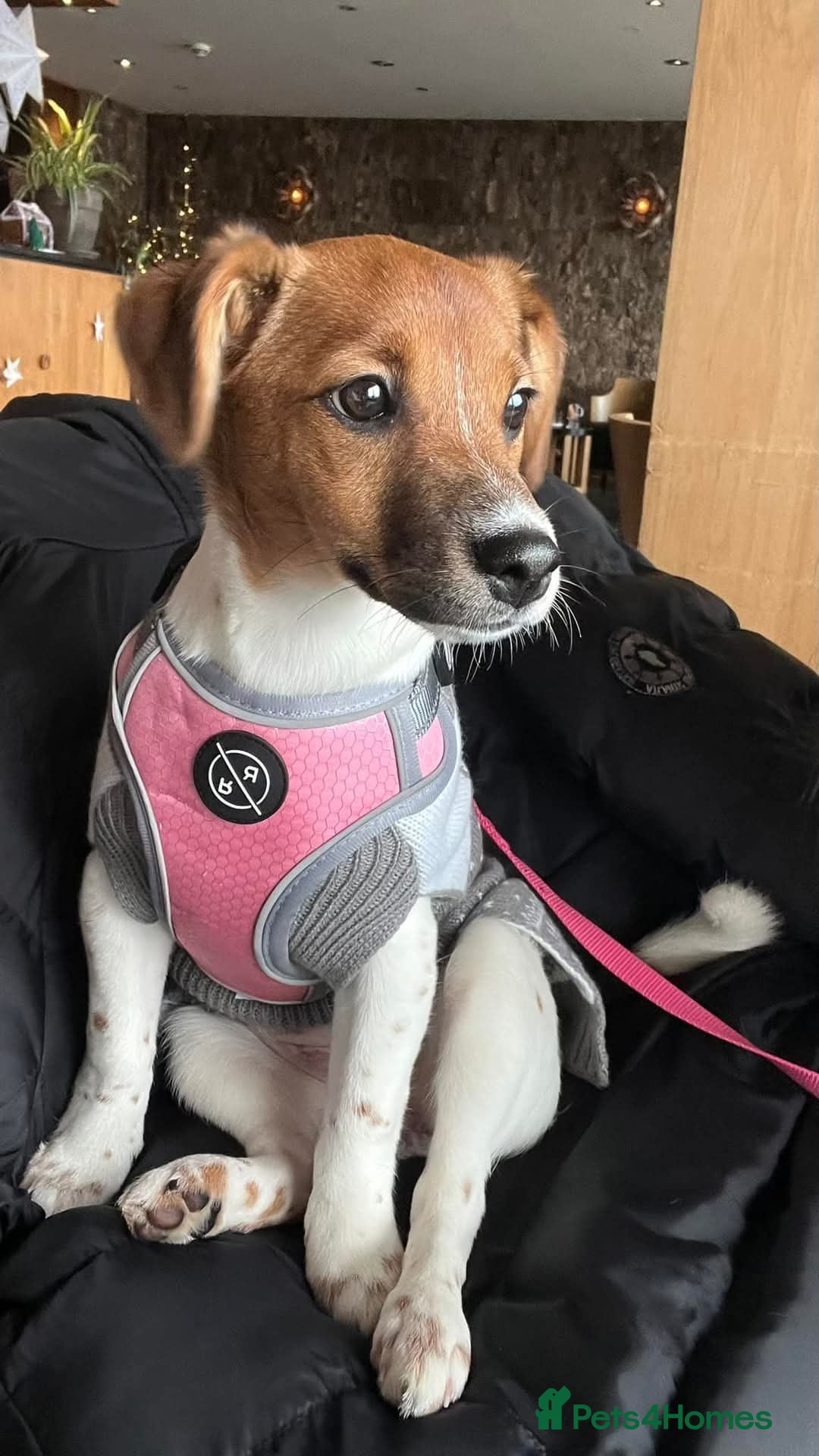 Jack Russell dogs for sale: Beautiful Jack Russell - Image 9