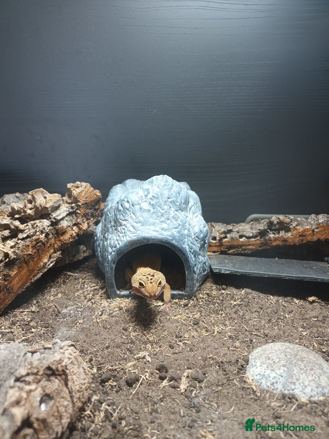 Leopard Gecko reptiles for sale: Leopard Gecko (Inc tank)  - Advert 5