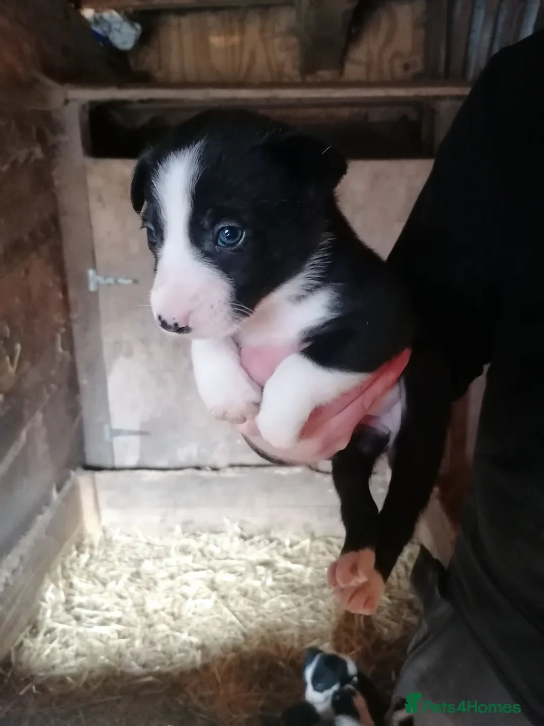 Border Collie dogs for sale: Working Sheepdog puppies  - Advert 10