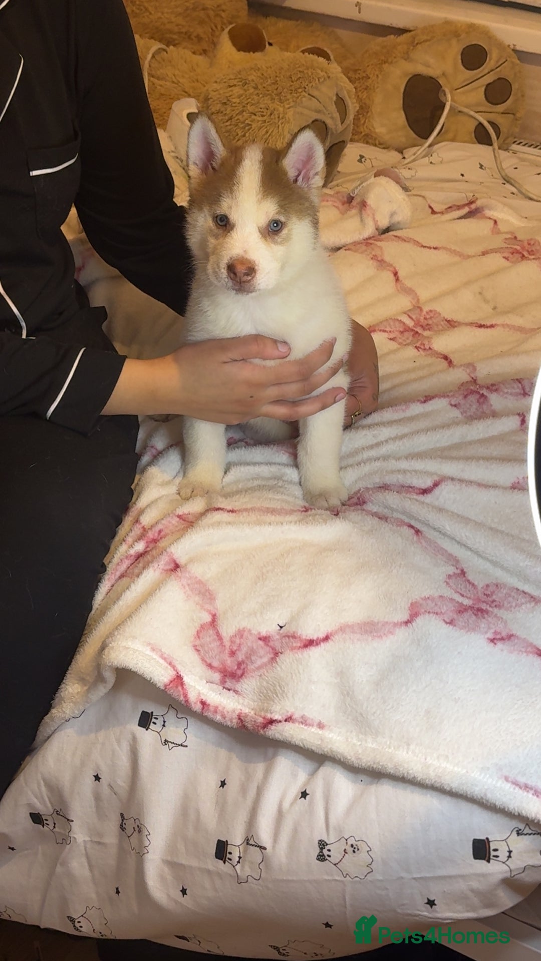 Siberian Husky dogs for sale: Siberian husky  - Advert 3