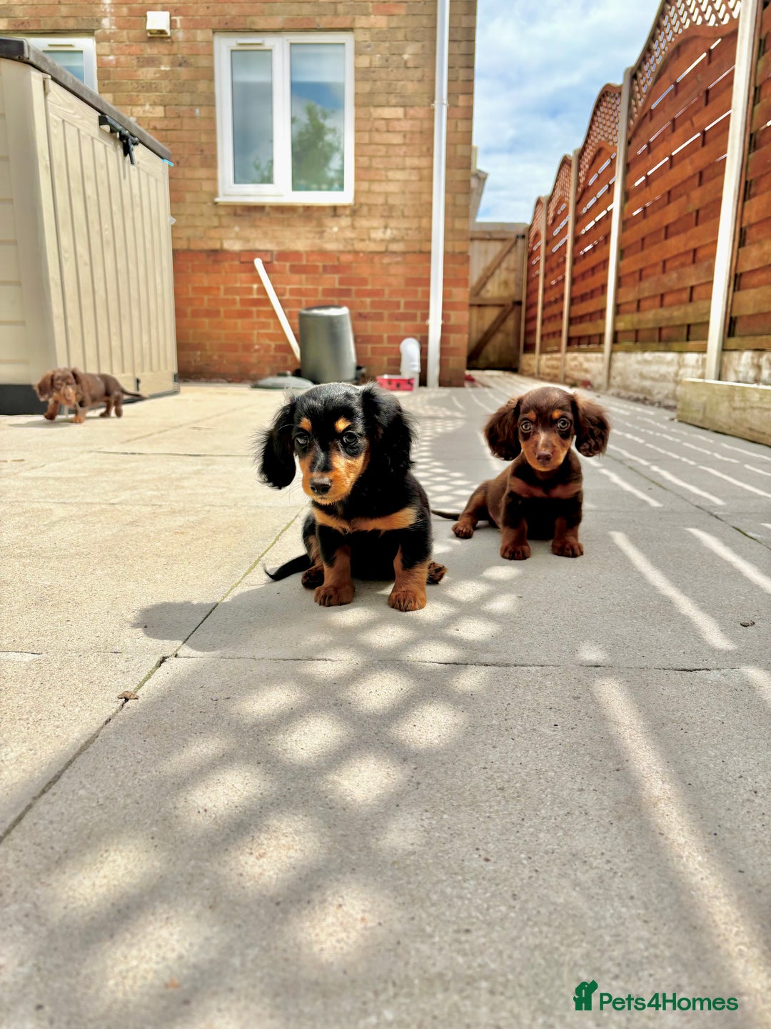 Dachshund dogs for sale: LONGHAIRED MINIATURE DACHSHUND READY NOW - Image 11