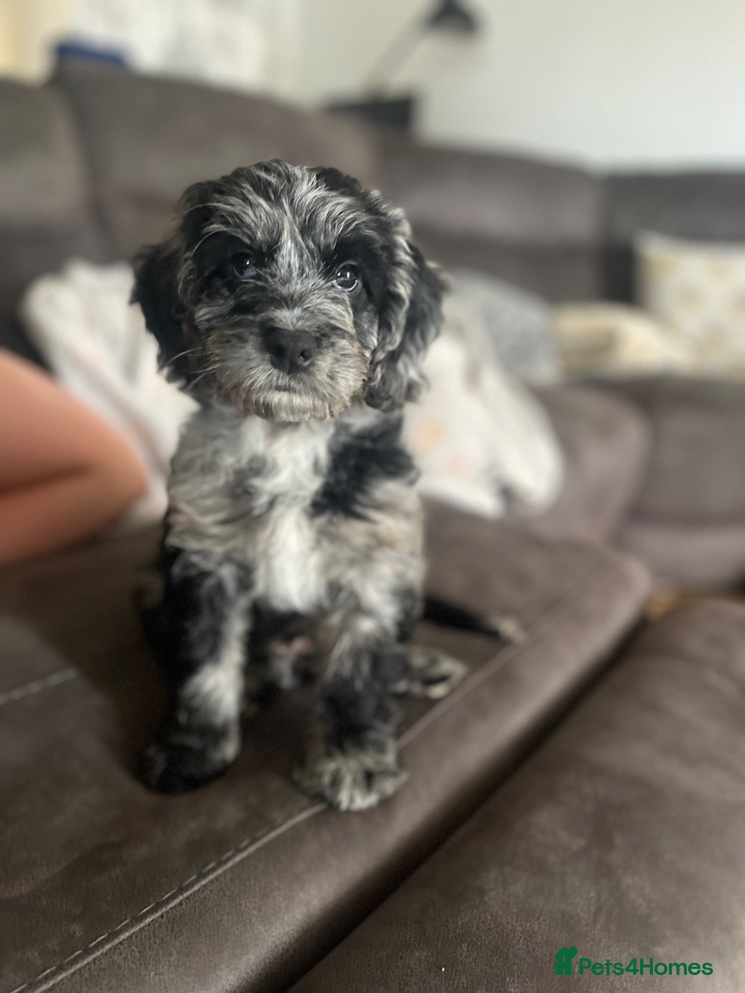 Cockapoo dogs Cockapoo F1 Merle - Advert 5