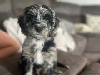 Cockapoo dogs Cockapoo F1 Merle - Advert 5