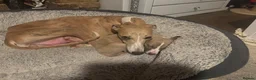 Whippet dogs for sale: 🐾 Whippet puppies expected around 14th Nov 2026🐾 - Advert 1