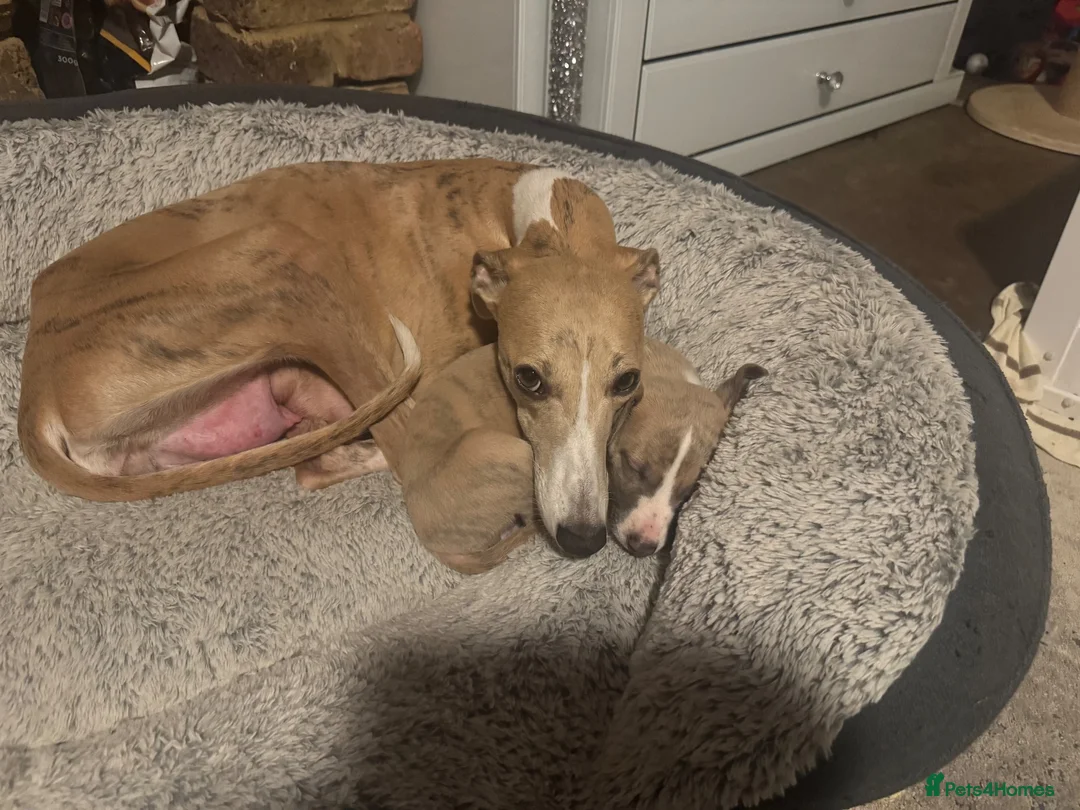 Whippet dogs for sale: 🐾 Whippet puppies expected around 14th Nov 2026🐾 - Advert 1