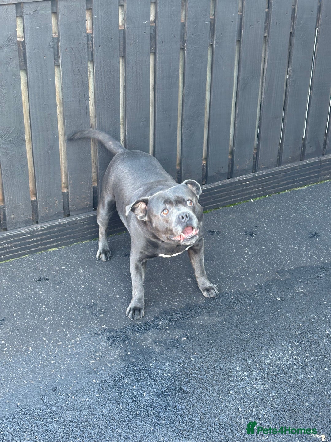 Staffordshire Bull Terrier dogs for stud: Butch King of Kirkdale Pedigree Stud - Advert 5