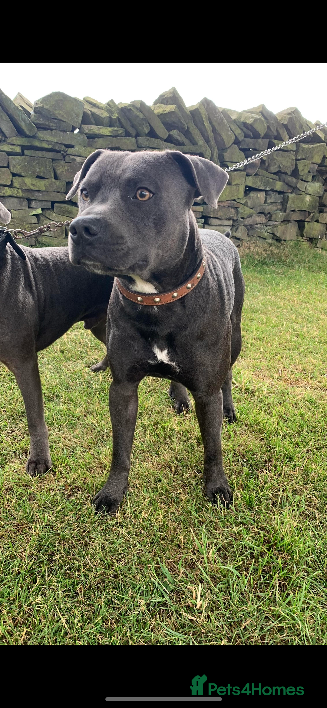 Staffordshire Bull Terrier dogs for stud: KC registered Staffy for Stud in Holmfirth - Advert 5