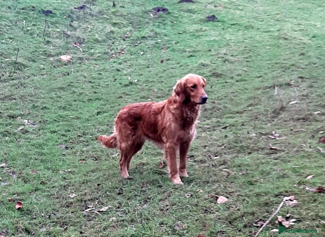 Golden Retriever dogs for sale: Working golden retriever puppies for sale  - Image 4