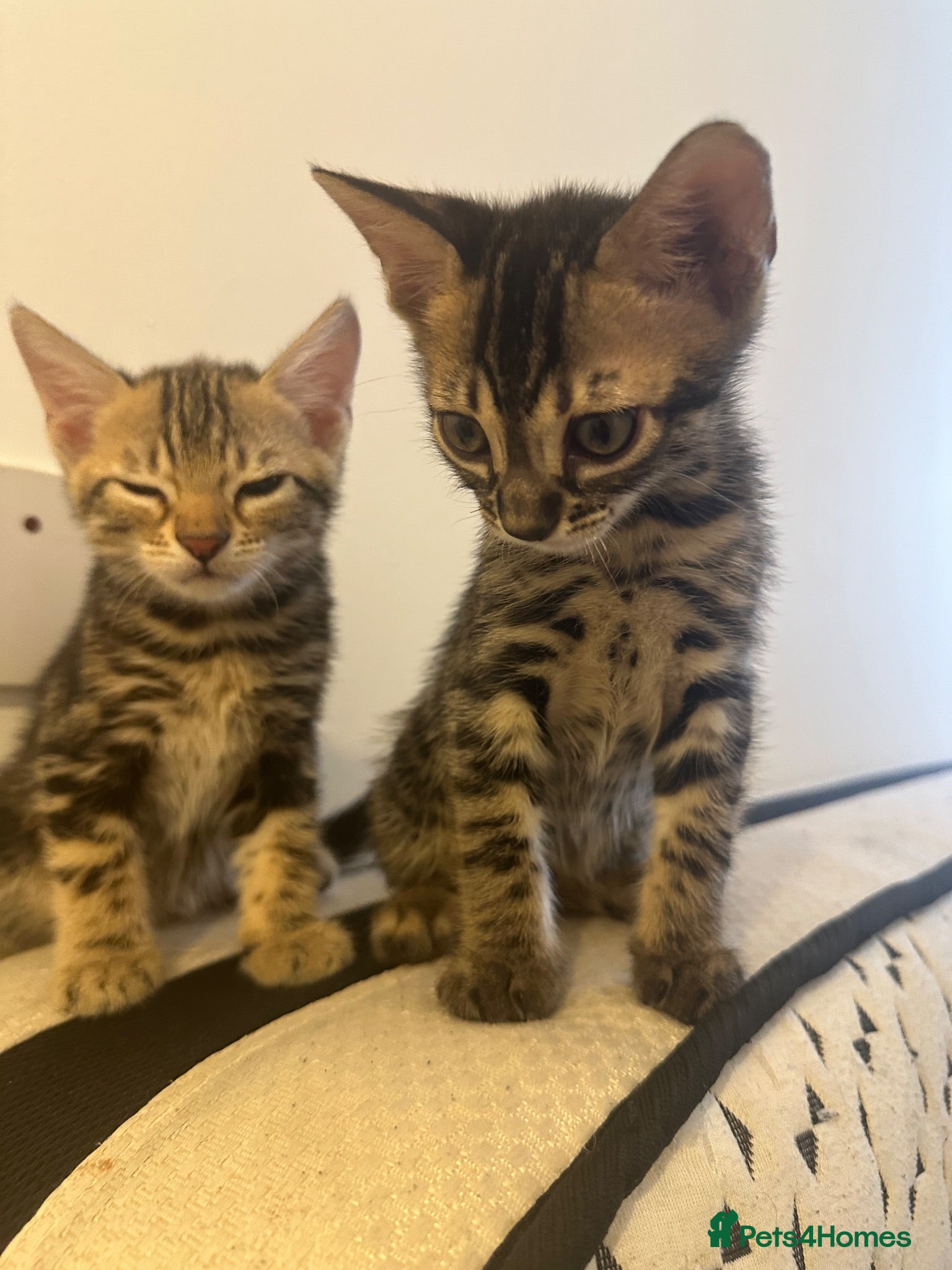 Bengal cats Bengal kittens - Advert 17