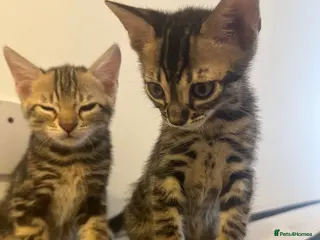 Bengal cats Bengal kittens - Advert 17
