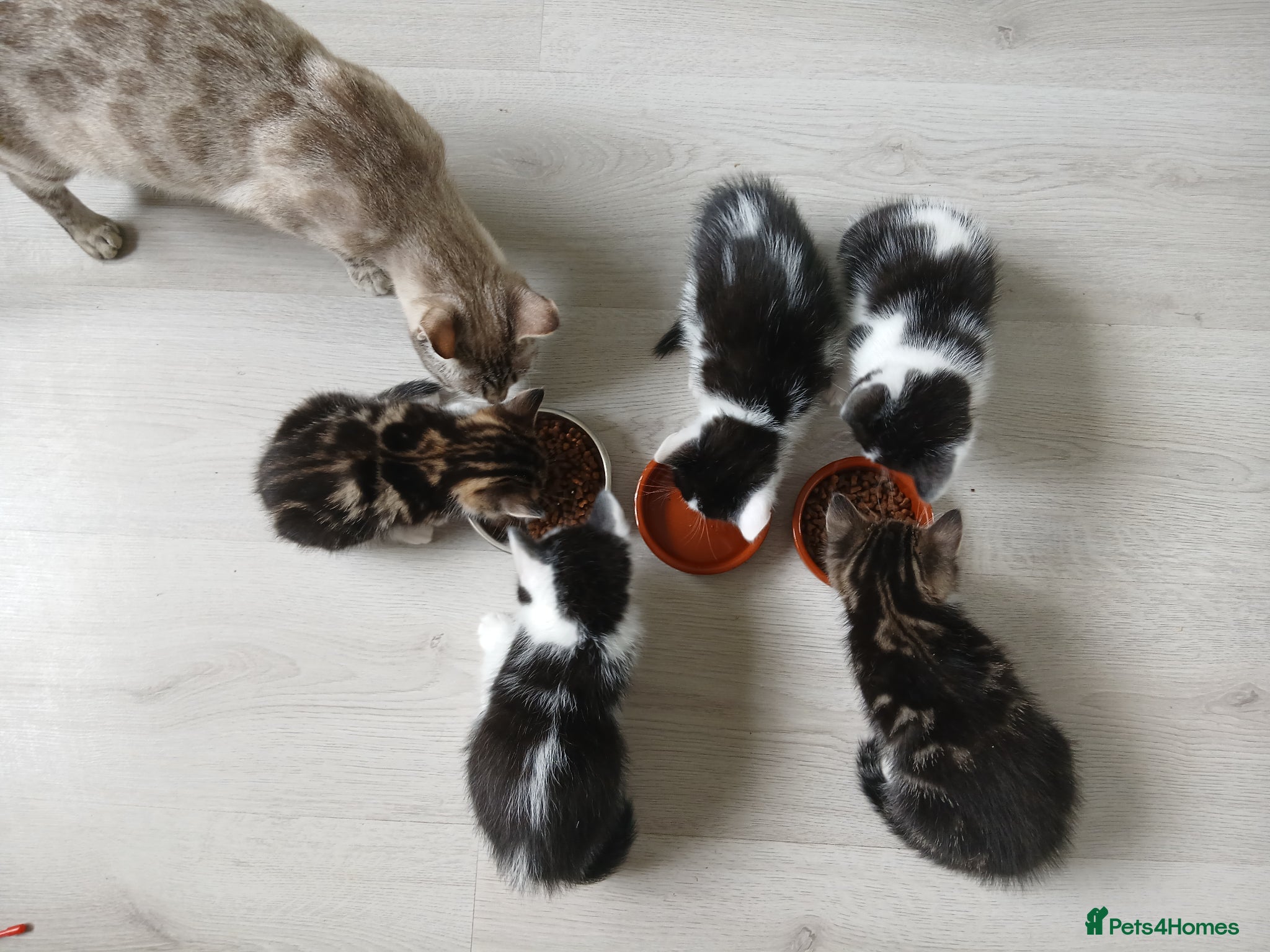 Bengal cats 8 1/2 week old Bengal cross kittens - Advert 1