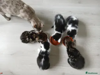 Bengal cats 8 1/2 week old Bengal cross kittens - Advert 1