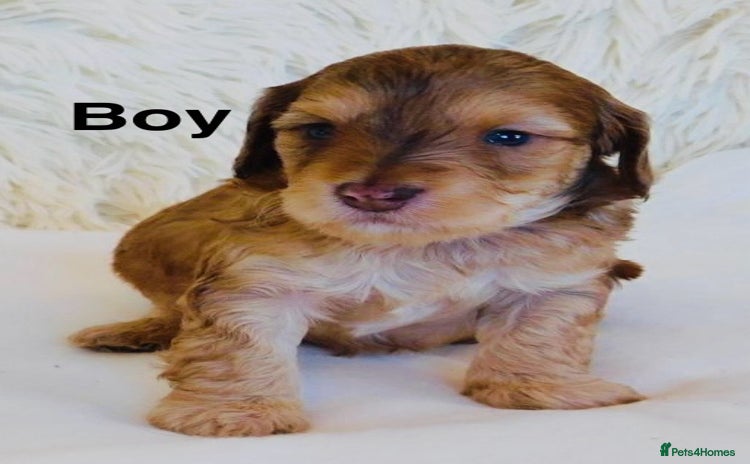 Cockapoo dogs DNA TESTED Last Apricot boy READY NOW ❤️ - Advert 2