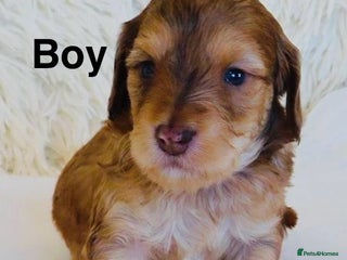 Cockapoo dogs DNA TESTED Last Apricot boy READY NOW ❤️ - Advert 18