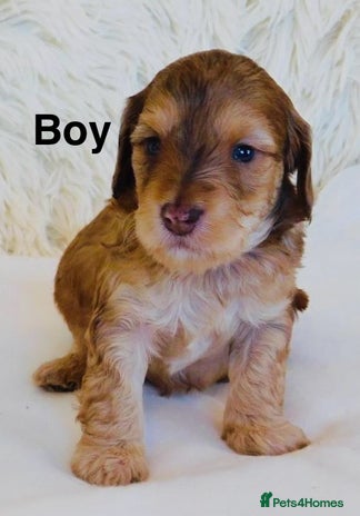 Cockapoo dogs DNA TESTED Last Apricot boy READY NOW ❤️ - Advert 2