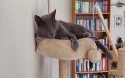 Mixed Breed cats for sale: Loving 8 Year Cat Willow Seeking Calm Caring Home - Image 4
