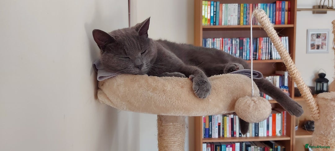 Mixed Breed cats for sale: Loving 8 Year Cat Willow Seeking Calm Caring Home - Image 4