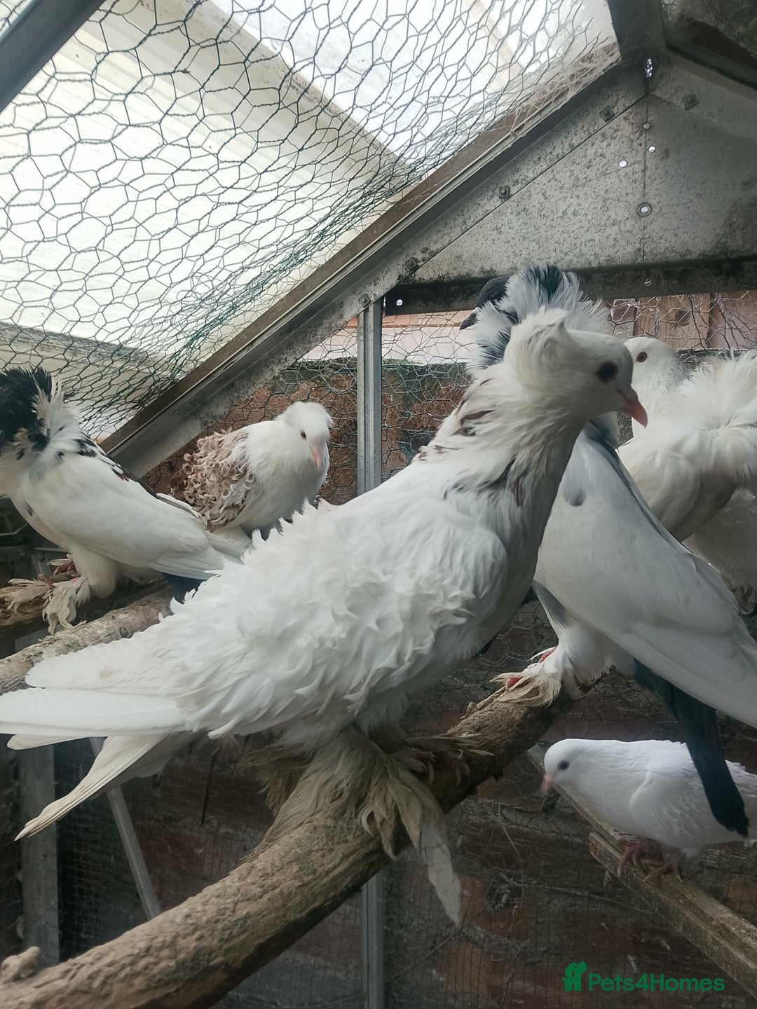 Pigeons birds for sale: Pigeon for sale - Advert 23