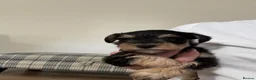 Miniature Schnauzer dogs for sale: Stunning health tested miniature schnauzer puppies - Advert 9
