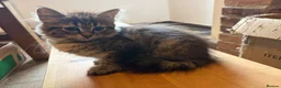 Siberian cats for sale: Two Siberian girls!! - Advert 3