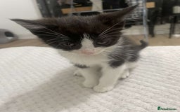 British Longhair cats for sale: Tabby/British Long haired - Image 9