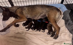 Belgian Shepherd Dog dogs for sale: Belgian malinois puppies from working dog lines  - Image 20
