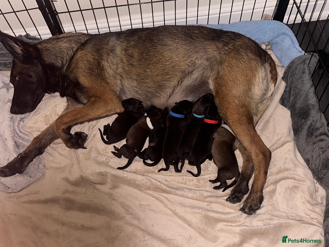 Belgian Shepherd Dog dogs for sale: Belgian malinois puppies from working dog lines  - Image 20