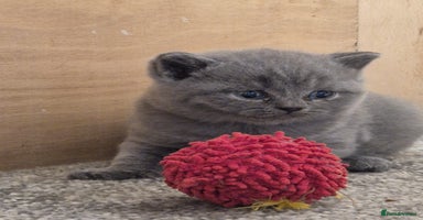 British Shorthair cats - Advert 10