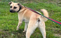 Mixed Breed dogs for adoption: Rocco - Norwich Norfolk  - Image 2