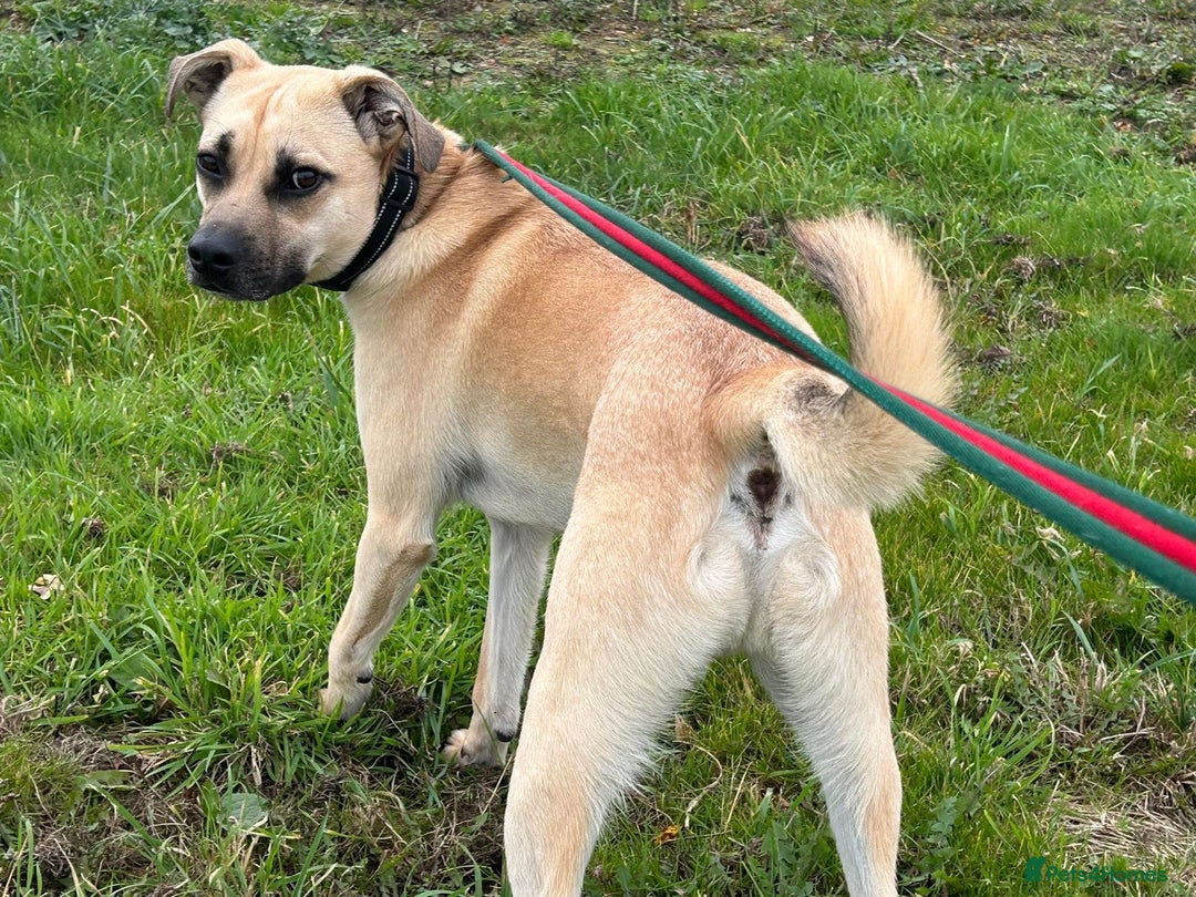 Mixed Breed dogs for adoption: Rocco - Norwich Norfolk  - Image 2