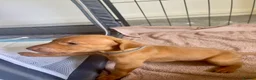 Hungarian Vizsla dogs for sale: Hungarian vizsla puppies  in Thirsk - Advert 10