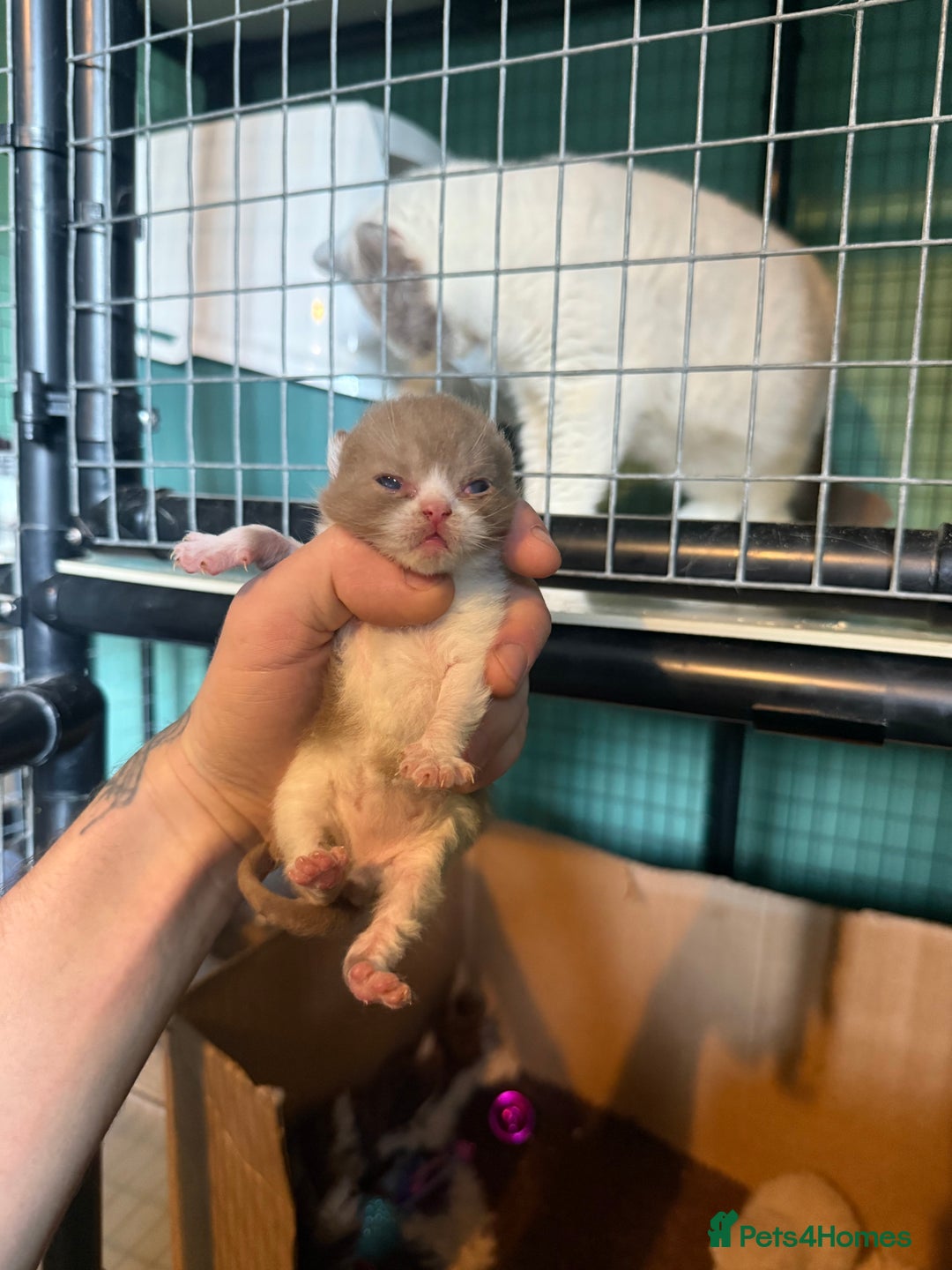 British Shorthair cats for sale: Tica reg cinnamon kittens  - Image 12