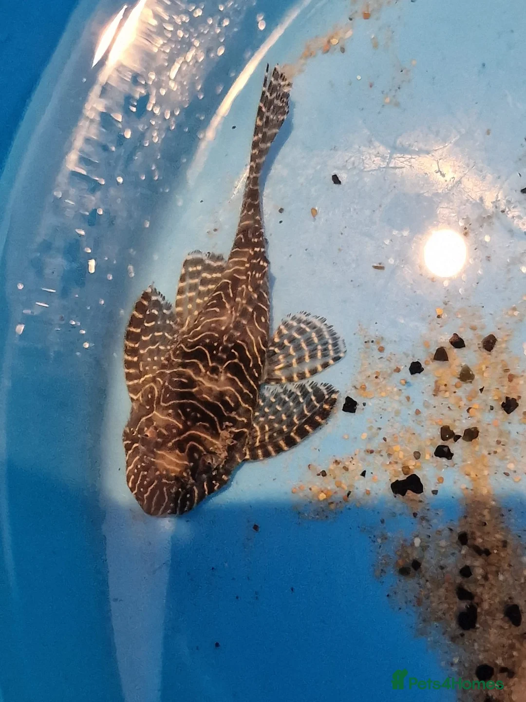 Plecos fish for sale: Queen Arabesque adult female plecos - Advert 5