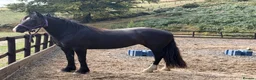Welsh Section D horses for sale: Classy quality bred Welsh Mare  - Advert 1