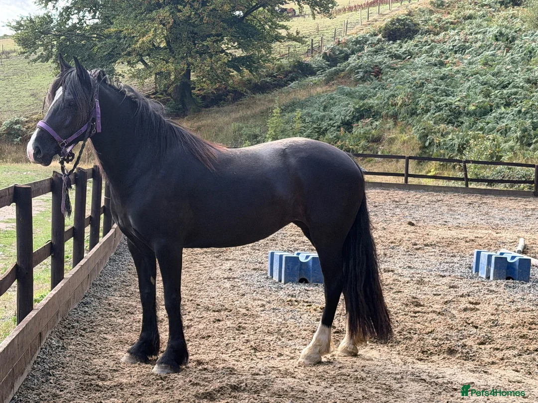 Welsh Section D horses for sale: Classy quality bred Welsh Mare  - Advert 1