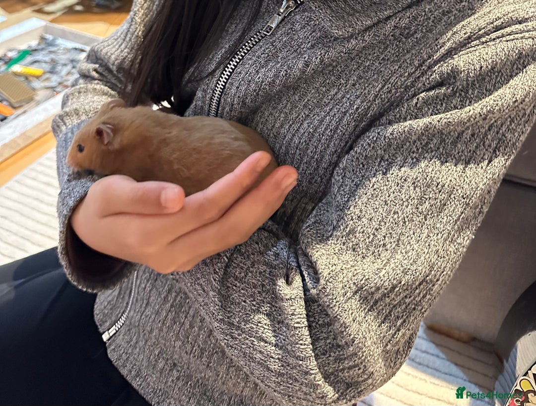 Hamster rodents for sale: Beautiful golden Syrian shorthair hamster Nibbles - Advert 2