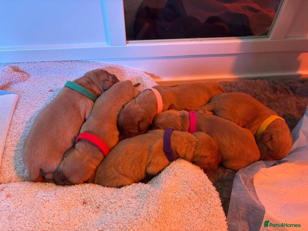 Labrador Retriever dogs for sale: KC Fox Red Labrador Retriever Puppies - Advert 9