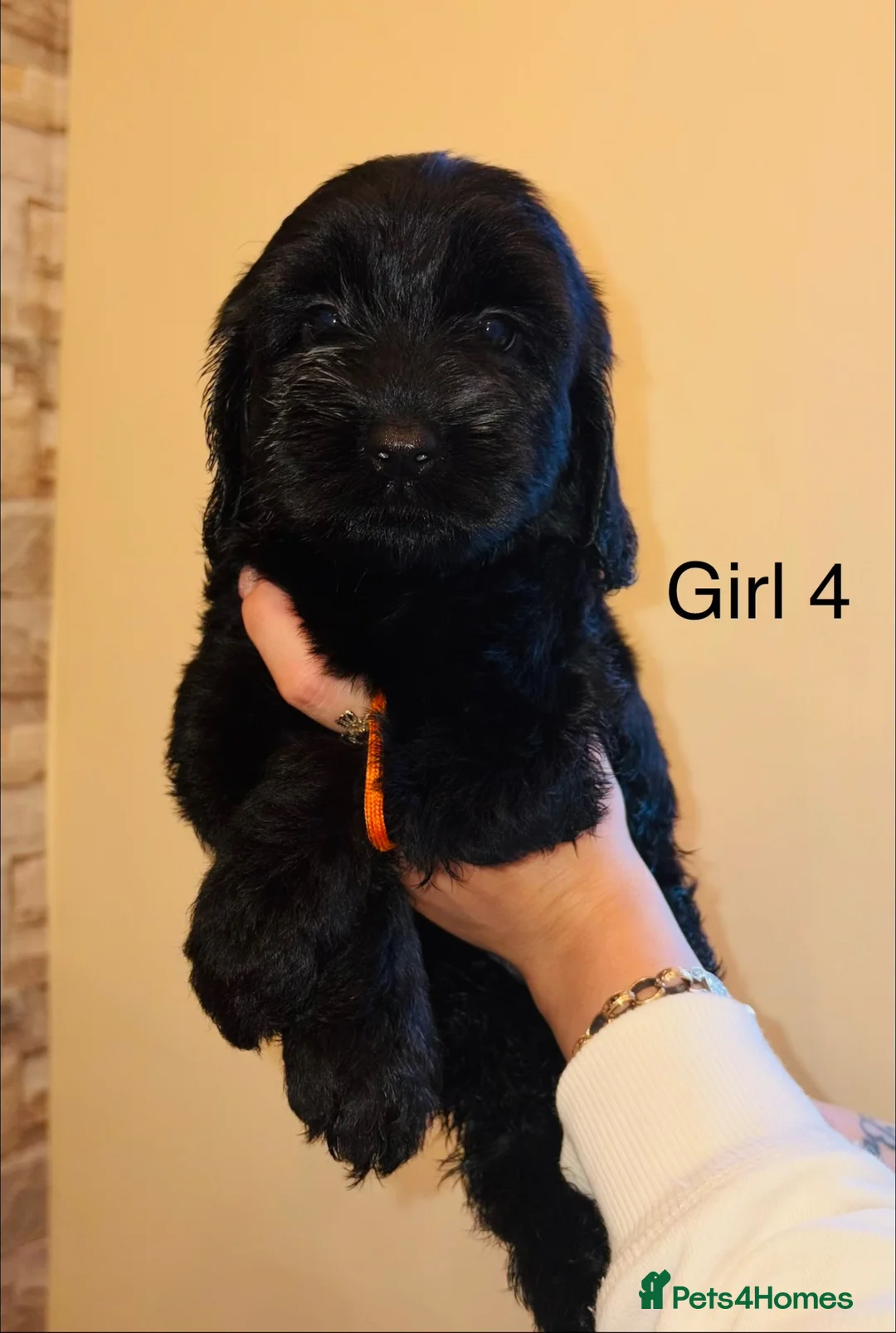 Cavapoo dogs for sale: Adorable Cavapoo puppies ready to leave  - Advert 11