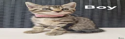 Maine Coon cats for sale: Beautiful 3/4 Maine Coon cross Kittens - Advert 23