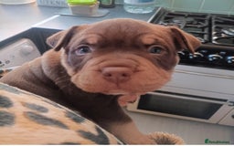 American Bully dogs for sale: Chocolate tri classic bullys - Advert 4